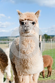 Fluffy young Alpaca