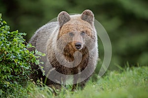 Fluffy young brown bear, ursus arctos, in summer.