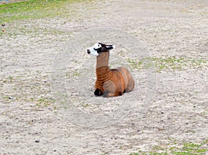 Fluffy Young Guanaco - Lying Lama Guanicoe Baby