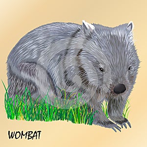 Fluffy young motley wombat on the grass, isolated