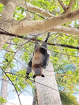Flughund / fruit bat on Maldives