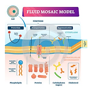 Fluid mosaic model vector illustration. Cell membrane structure infographic