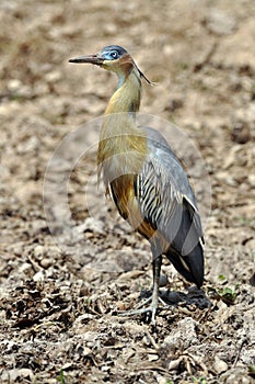 Fluitreiger, Whistling Heron, Syrigma sibilatrix photo