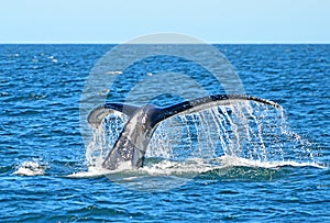 Fluke of diving Humpback Whale, Megaptera novaeangliae