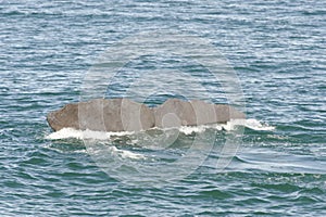 Fluke of a diving Sperm Whale, New Zealand