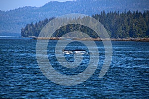 Fluke of a humpback whale, Alaska