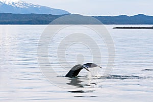 The fluke of a Humpback whale as it dives in Alaska