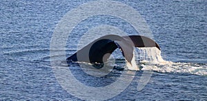 Fluke of Humpback Whale in Evening Light, East Point, Saturna Island, Gulf Islands National Park, British Columbia, Canada