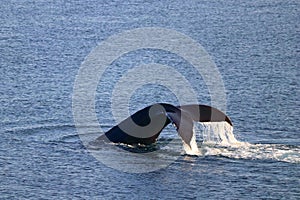 Fluke of Humpback Whale in Evening Light, East Point, Saturna Island, Gulf Islands National Park, British Columbia, Canada