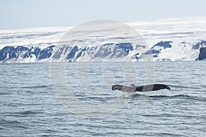 Fluke of large humpback whale as it goes into a dive