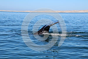 Fluke one Gray whale Baja California Sur, Mexico photo