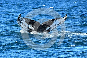 A  fluke or tail fin of a humpback whale