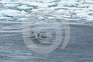 Fluke, Whale Tail between Ice in Arctic Ocean, Greenland