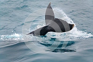 Fluke, Whale Tail in Southern Ocean, Antarctica