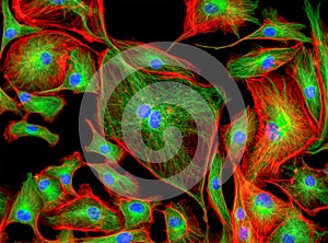 Fluorescence Microscope image of human cells undergoing mitosis