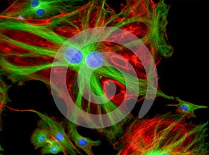 Fluorescence Microscope image of cells undergoing mitosis