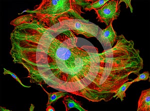 Fluorescence Microscope image of human cells undergoing mitosis