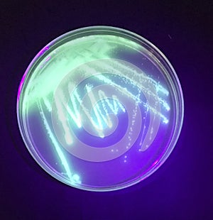 Fluorescent bacteria Pseudomonas under UV light photo