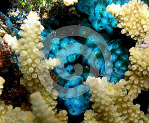 Fluorescent Blue Tunicates Feeding