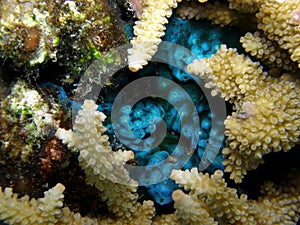 Fluorescent Blue Tunicates Feeding