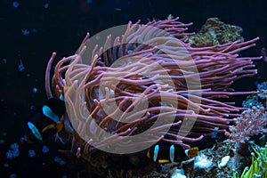 fluorescent bubble tip anemone, pink animal move tentacles and protect blurred Clark\'s anemonefish, stone reef marine aqua