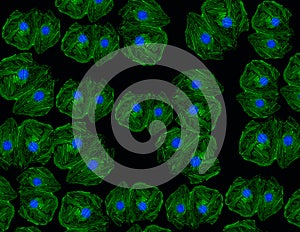 Fluorescent cells growing in culture showing microtubules in green and nucleus in blue