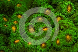 Fluorescent coral
