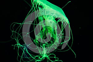 fluorescent glowing medusa in neon color. jellyfish in ocean. aquarium with jellyfish. underwater animal life. aquatic sea jelly