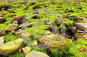 Fluorescent green sea lettuce Ulva lactuca seaweed
