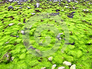 Fluorescent green sea lettuce Ulva lactuca seaweed photo