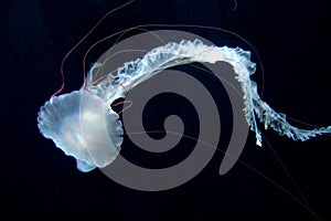 Fluorescent jellyfish floating in dark water