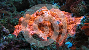 Fluorescent orange hard coral Montipora sp. Palawanensis Montipora variety has a unique textured look, bright orange body, and a