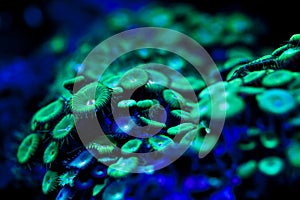 Fluorescent sea plant photo