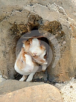 Fluppy rabbits on his cave