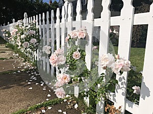 Pink Roses on White Picket Fence