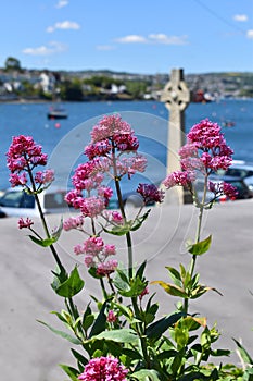 Valeria flowers and celtic cross at Flushing quayside, Cornwall photo