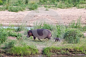 Flusspferd Familie