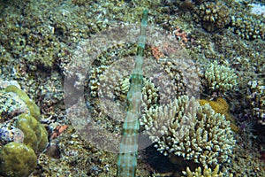 Flute fish head fish in coral reef underwater photo. Exotic fish in nature. Tropical seashore snorkeling or diving