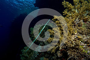 Flute fish in the red sea