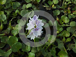 Flute flower in the pond