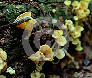 Flute like wild mushrooms growing on dead log with slug..