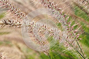 Flutter Grass