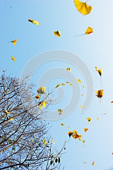 Fluttering leaves photo