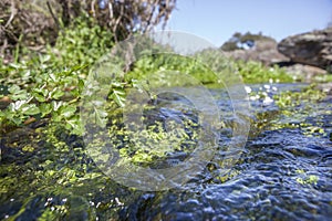 Fluvial vegetation on the stream of Muelas River, Cornalvo Nat photo
