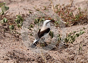 Fluvicola nengeta on the ground