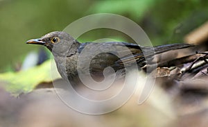 Fluweellijster, Glossy-black Thrush, Turdus serranus