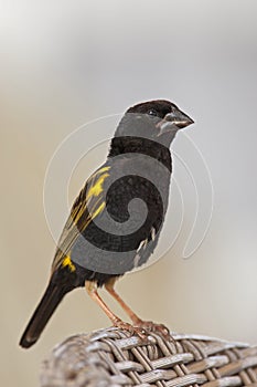 Fluweelwidavink, Yellow Bishop, Euplectes capensis