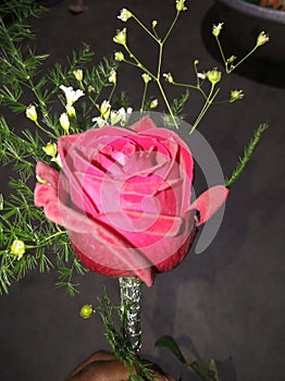 This is the flwaor rose photo