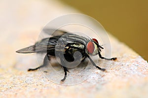 The Fly