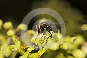 Fly, Aarey milk colony Mumbai , India